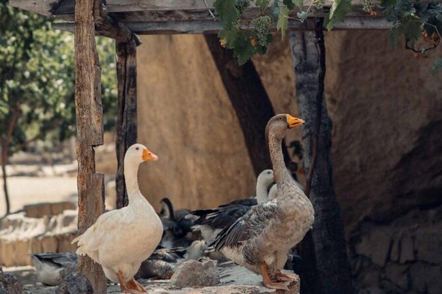 Cappadocia :Red Tour Entry Tickets and Lunch Included - Pickup timing: how to avoid the “we’re outside” moment